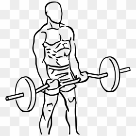 Deadlift Drawing Powerlifting Clip Art Freeuse Library - Biceps Curl Png, Transparent Png - weight bar png