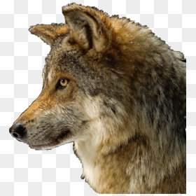 #wolf #dog #cute #evil #mean #wolfy #brown #freetoedit - Gray Wolf_thumb, HD Png Download - gooby png