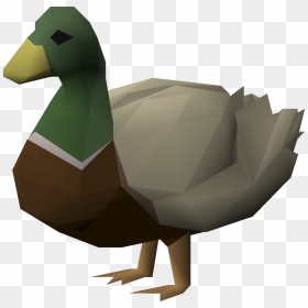Drake The Bird, HD Png Download - woodland png