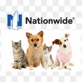 Nationwide Pet Insurance Review - Liberty Mutual Dog, HD Png Download - nationwide insurance logo png