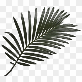 Palm Trees, HD Png Download - lea michele png