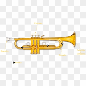 Hay Dos Tipos De Trompetas Que Veréis En El Espectáculo, - Trumpet, HD Png Download - trompetas png