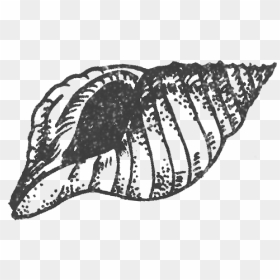 Sketch, HD Png Download - ornamento png