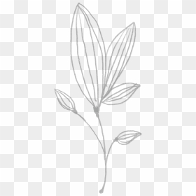 Sketch, HD Png Download - ornamento png