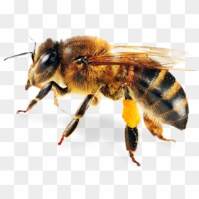 Thumb Image - Bees In Real Life, HD Png Download - abeja png
