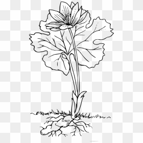 Flowering Plant With Roots Black And White, HD Png Download - roots vector png