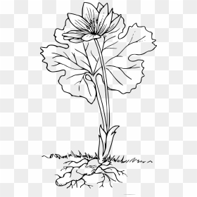 Flowering Plant With Roots Black And White, HD Png Download - vhv