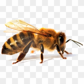 Real Picture Of Honey Bee, HD Png Download - abeja png