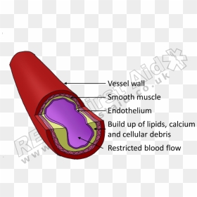 A Healthy Blood Vessel - Lilac, HD Png Download - restricted png