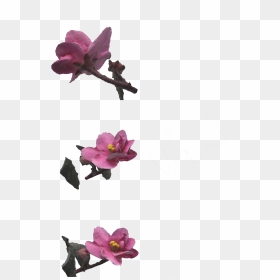 Bougainvillea, HD Png Download - cinderblock png