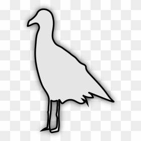Image Of Seagull - Seabird, HD Png Download - fringe png