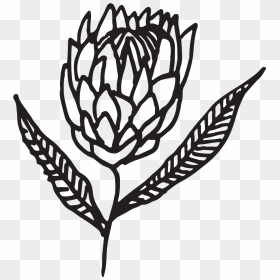 Protea Clip Art Black And White, HD Png Download - vhv