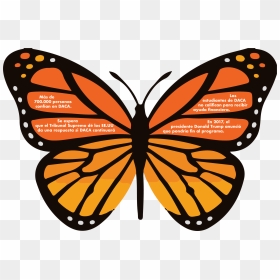 Easy Monarch Butterfly Drawing, HD Png Download - estudiantes png