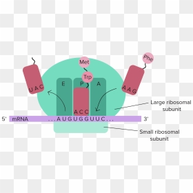 Epa Sites Translation Quizlet, HD Png Download - ribosomes png