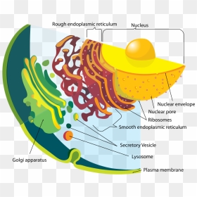 Endomembrane System, HD Png Download - ribosomes png