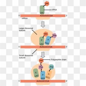 Illustration Shows The Steps Of Protein Synthesis - Protein Synthesis Translation Steps, HD Png Download - ribosomes png