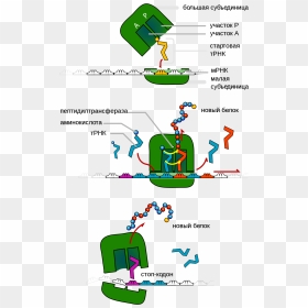 Diagram Of Ribosomes, HD Png Download - ribosomes png