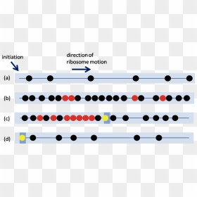 Ribosome Traffic Jams, HD Png Download - ribosomes png