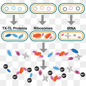 Clip Art, HD Png Download - ribosomes png