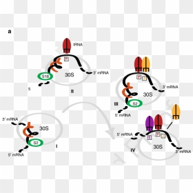 Graphic Design, HD Png Download - ribosomes png