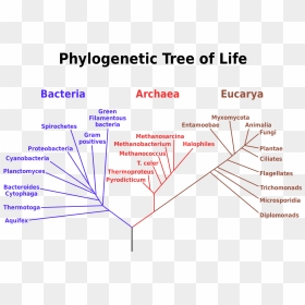 Taxonomy Of Pseudomonas Syringae, HD Png Download - ribosomes png