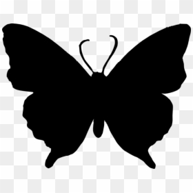 Silhouette Of Butterfly Png, Transparent Png - white silhouette png