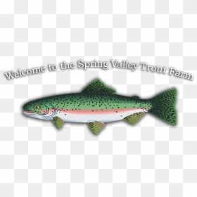 Transparent Trout Png - Trout, Png Download - mike trout png