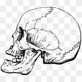 Side Of A Skull Transparent, HD Png Download - skull art png