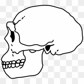 Homo Habilis Skull Drawing, HD Png Download - skull art png
