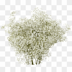 Transparent Baby's Breath Png, Png Download - babys breath png