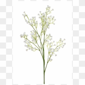 Baby's Breath Single Stem, HD Png Download - babys breath png