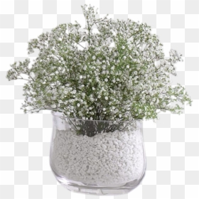 Baby Breath In Vase, HD Png Download - babys breath png