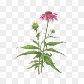 Purple Coneflower Transparent Background, HD Png Download - color pencil png