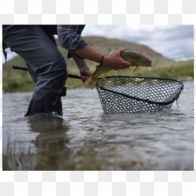 Pull Fish Out Of Water, HD Png Download - fish net png