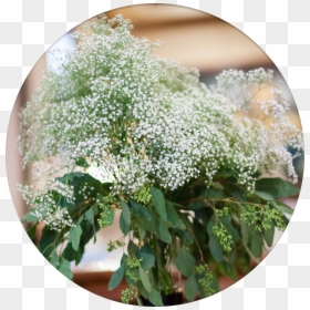 Alyssum, HD Png Download - babys breath png