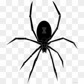 Halloween Black Widow Spider, HD Png Download - black widow symbol png