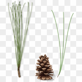 Loblolly Pine Tree, HD Png Download - pine needles png