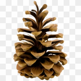 Шишка Пнг, HD Png Download - pine needles png