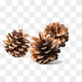 Conifer Cone, HD Png Download - pine needles png