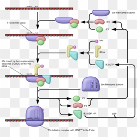 Translation Drawing Protein Synthesis - Prokaryotic Translation Initiation, HD Png Download - ribosomes png