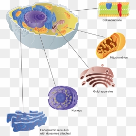 Clipart Freeuse Stock Cell Parts And Their - Golgi Apparatus Png, Transparent Png - ribosomes png
