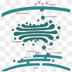 Signal Peptide Secretion Pathway , Png Download - Signal Peptide Secretory Pathway, Transparent Png - ribosomes png