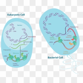 Translate Drawing Science - Dna And Rna In A Cell, HD Png Download - ribosomes png