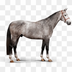 Casallito - Stallion, HD Png Download - stallion png