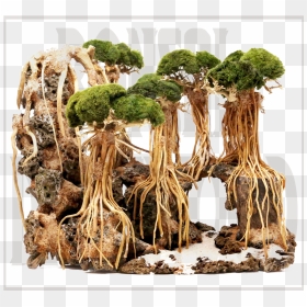 Driftwood Bonsai Tree, HD Png Download - drift wood png