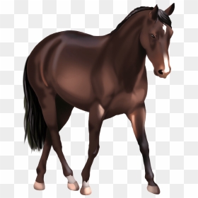 Australian Stock Horse Clipart - Sorrel, HD Png Download - stallion png