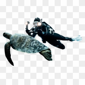 Gear - Green Sea Turtle, HD Png Download - scuba png