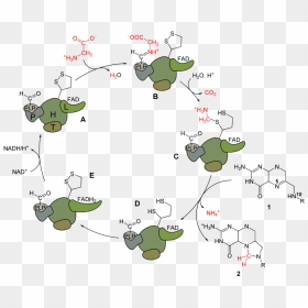 Glycine Cleavage , Png Download - Glycine Cleavage System, Transparent Png - cleavage png
