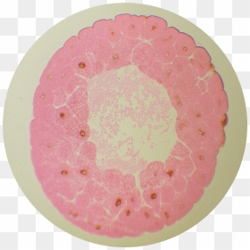 Circle, HD Png Download - cleavage png