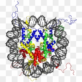 Nucleosome 1kx5 Colour Coded - Nucleosome Structure Luger, HD Png Download - luger png